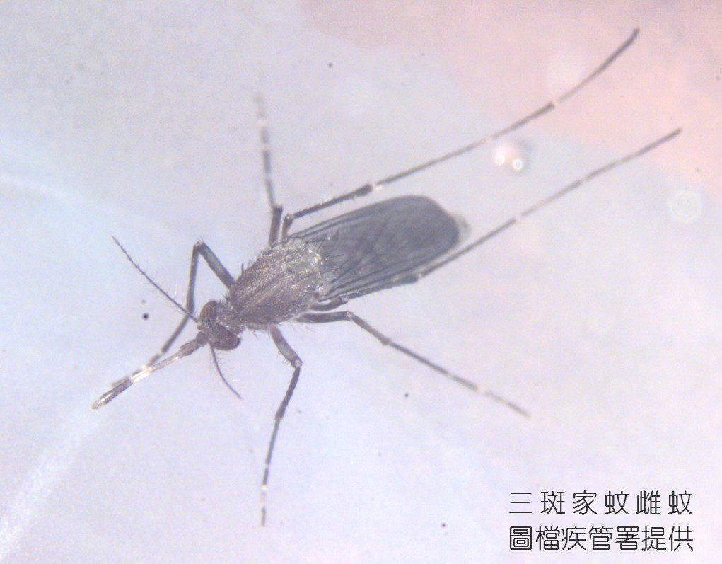 台南除蚊蟲專家、台南除蟲公司